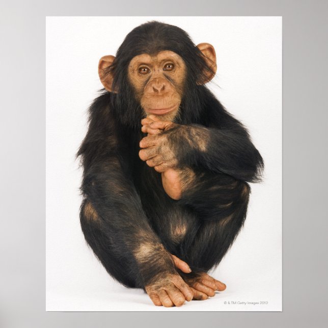 Chimpanzee (Pan troglodytes) Poster (Front)