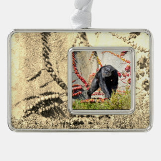 Chimpanzee (Pan troglodytes) walking on grasPoster Silver Plated Framed Ornament
