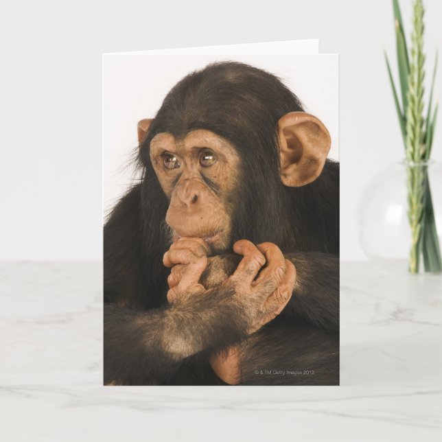Chimpanzee (Pan troglodytes). Young playfull 2 Card (Front)