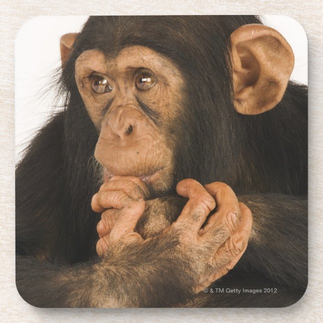 Chimpanzee (Pan troglodytes). Young playfull 2 Coaster (Front)