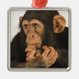 Chimpanzee (Pan troglodytes). Young playfull 2 Metal Tree Decoration