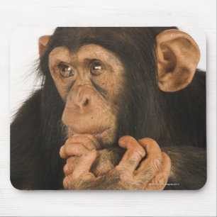 Chimpanzee (Pan troglodytes). Young playfull 2 Mouse Mat