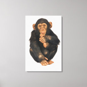 Chimpanzee (Pan troglodytes). Young playfull Canvas Print