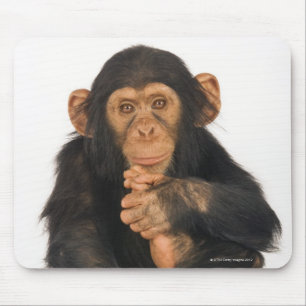 Chimpanzee (Pan troglodytes). Young playfull Mouse Mat