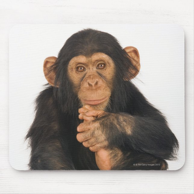 Chimpanzee (Pan troglodytes). Young playfull Mouse Mat (Front)