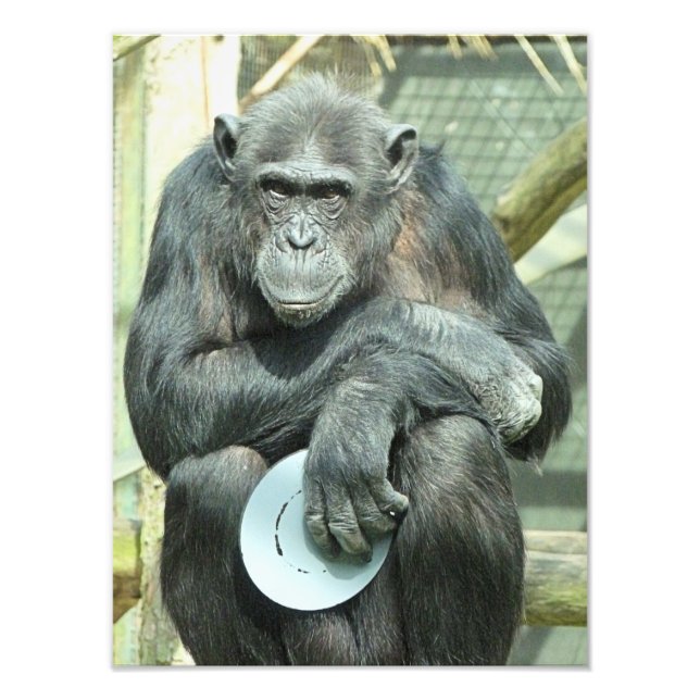 CHIMPANZEE PHOTO PRINT (Front)