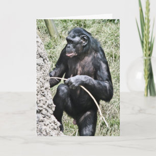 Chimpanzee Photo w battaging Thomas Edison Quote Card