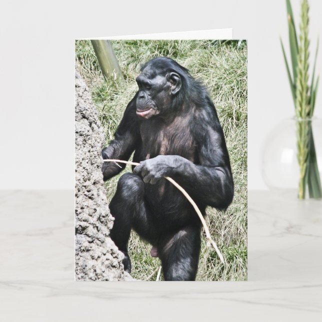 Chimpanzee Photo w Encouraging Thomas Edison Quote Card (Front)