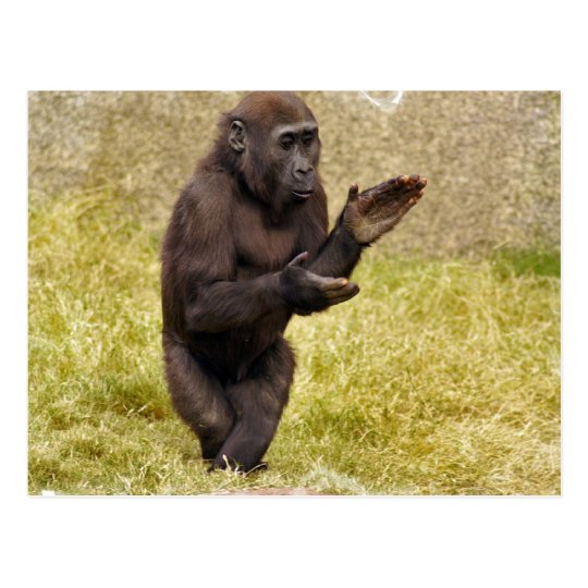 Chimpanzee Postcard