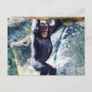 chimpanzee postcard