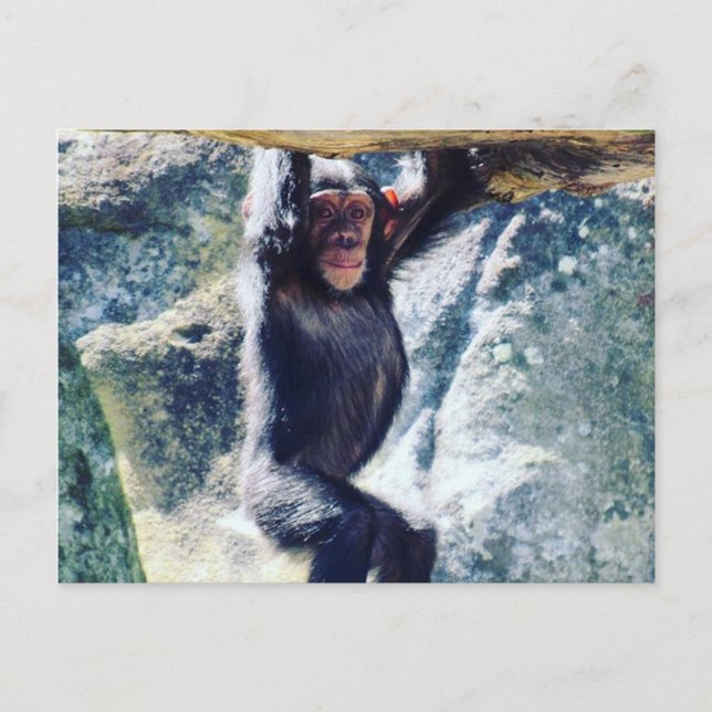 chimpanzee postcard (Front)