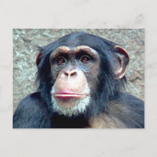 Chimpanzee Postcard