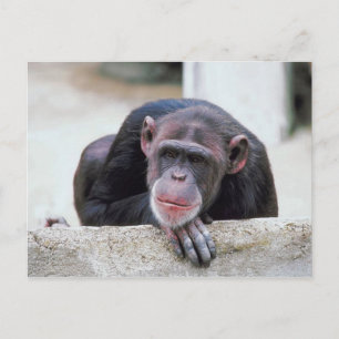 Chimpanzee postcard