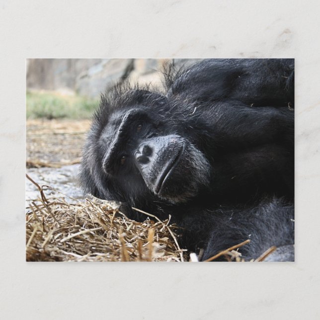 Chimpanzee Postcard (Front)