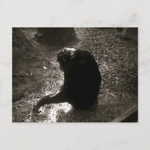 Chimpanzee - Postcard
