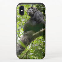 Chimpanzee Relaxing on Tree