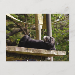 Chimpanzee Resting Postcard