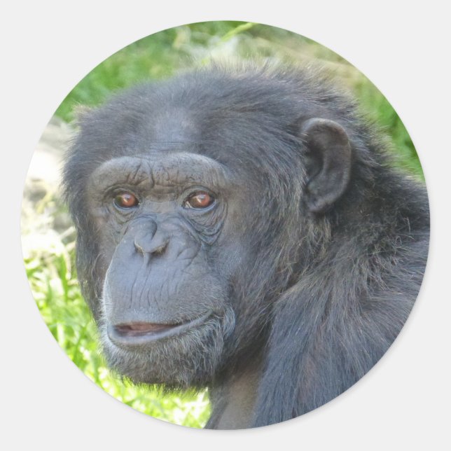 Chimpanzee - Sticker (Front)