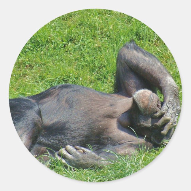 Chimpanzee - Sticker (Front)