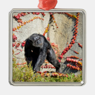 Chimpanzee walking on grass postcard square sticke metal tree decoration