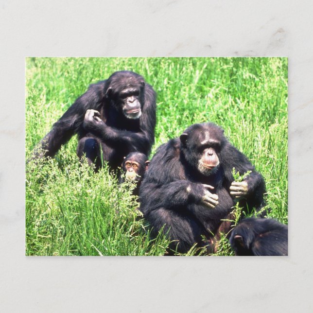 Chimpanzees eating grass (note infant) postcard (Front)