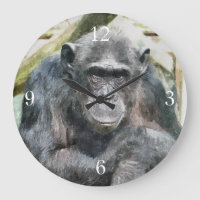 CHIMPANZEES