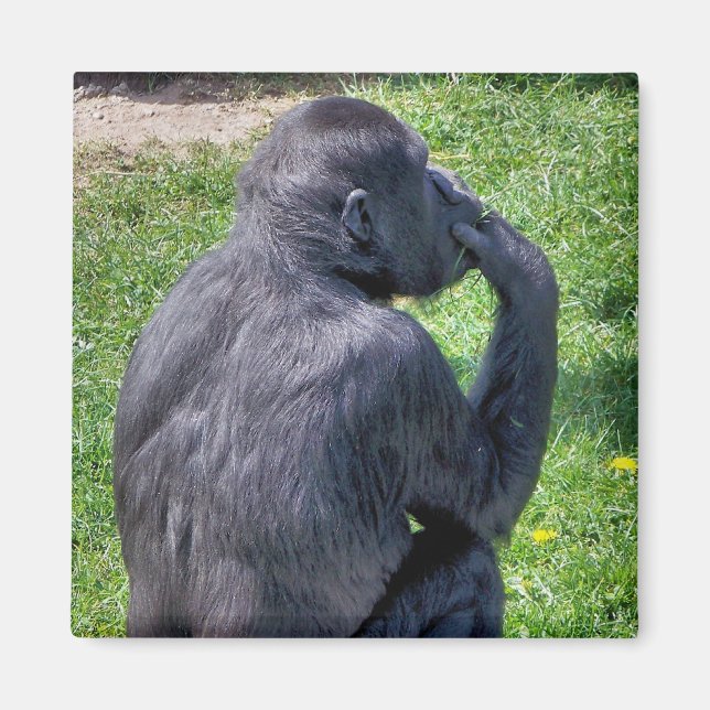 CHIMPANZEES MAGNET (Front)