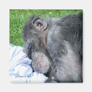 CHIMPANZEES MAGNET