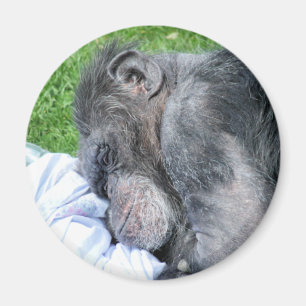 CHIMPANZEES MAGNET