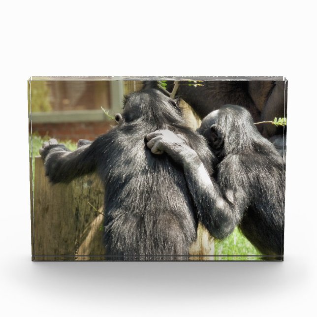 CHIMPANZEES  PHOTO BLOCK (Front)