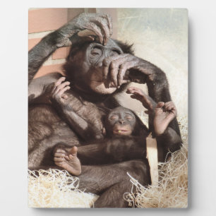 CHIMPANZEES PLAQUE