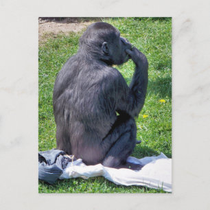 CHIMPANZEES POSTCARD