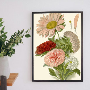 China Asters – Exquisite Vintage Floral Botanical  Poster