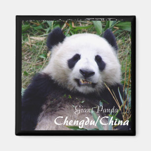 China, Chengdu, Giant Panda II (Magnet) Magnet