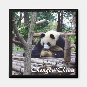 China, Chengdu, Giant Panda (Magnet) Magnet