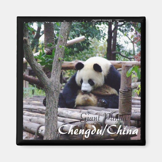 China, Chengdu, Giant Panda (Magnet) Magnet (Front)