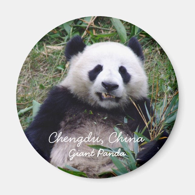 China, Chengdu, Giant Panda (Magnet) Magnet (Front)