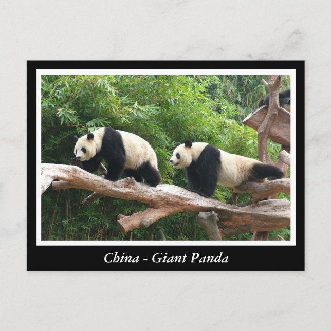China -Giant panda Postcard (Front)