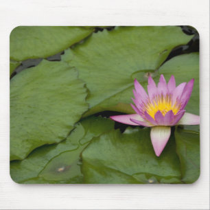 China, Hong Kong, New Territories. Chi Lin Mouse Mat