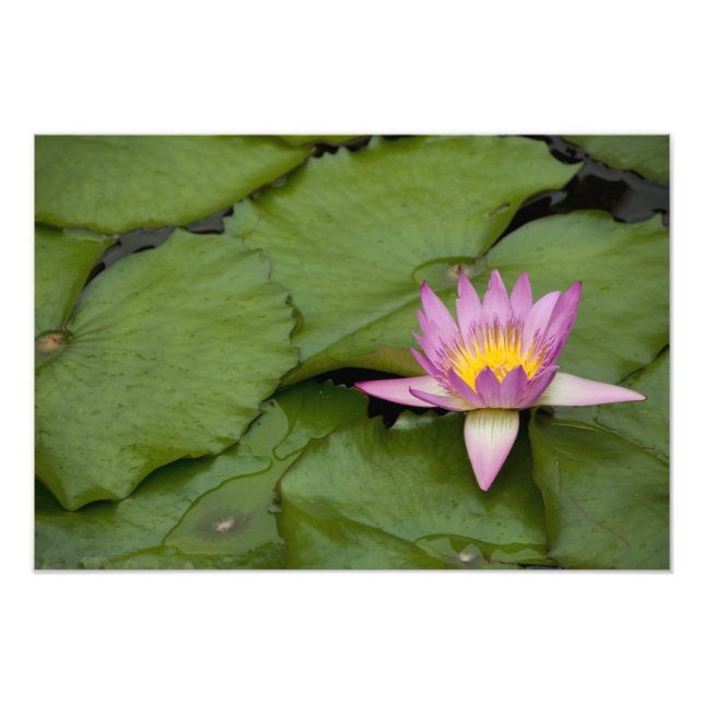 China, Hong Kong, New Territories. Chi Lin Photo Print (Front)