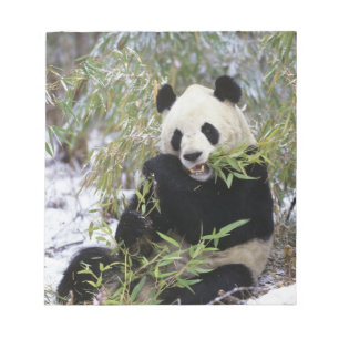 China, Sichuan Province. Giant Panda feeds on Notepad