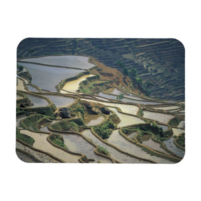 China, Yunnan Province. Flooded rice terraces of Magnet (Horizontal)