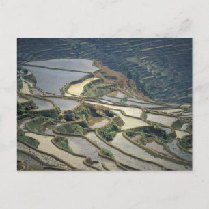 China, Yunnan Province. Flooded rice terraces of Postcard