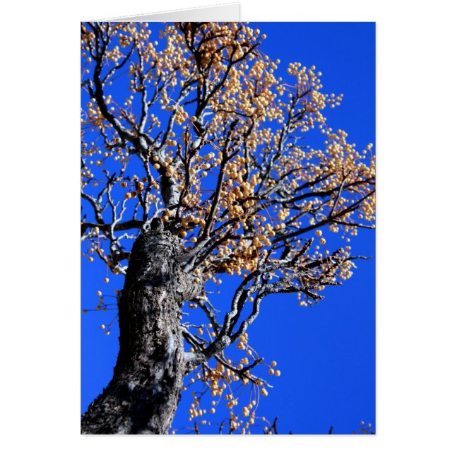 Chinaberry Tree (Front)