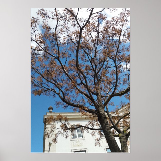 Chinaberry Tree in Lisbon Poster (Front)