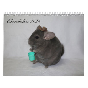Chinchilla Calendar