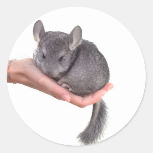 chinchilla classic round sticker