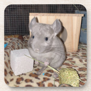 Chinchilla Coaster