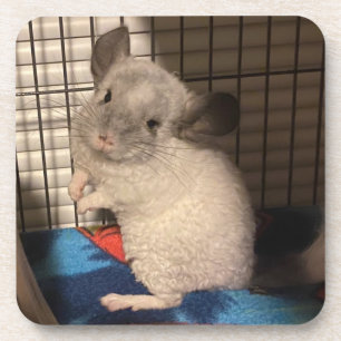 Chinchilla Coaster