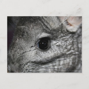 chinchilla eye close up postcard